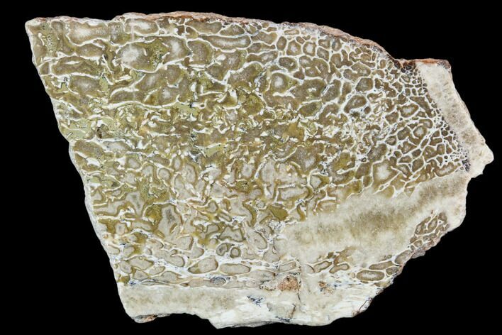 Polished Dinosaur Bone (Gembone) Section - Morocco #107157
